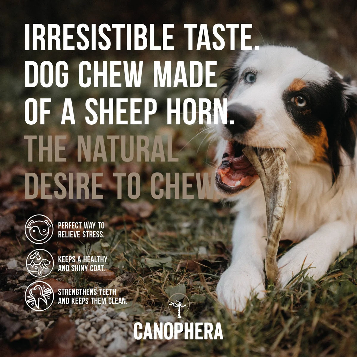 Canophera - Sheep Horn Dog Treat