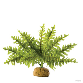 Boston Fern - Reptile Plant