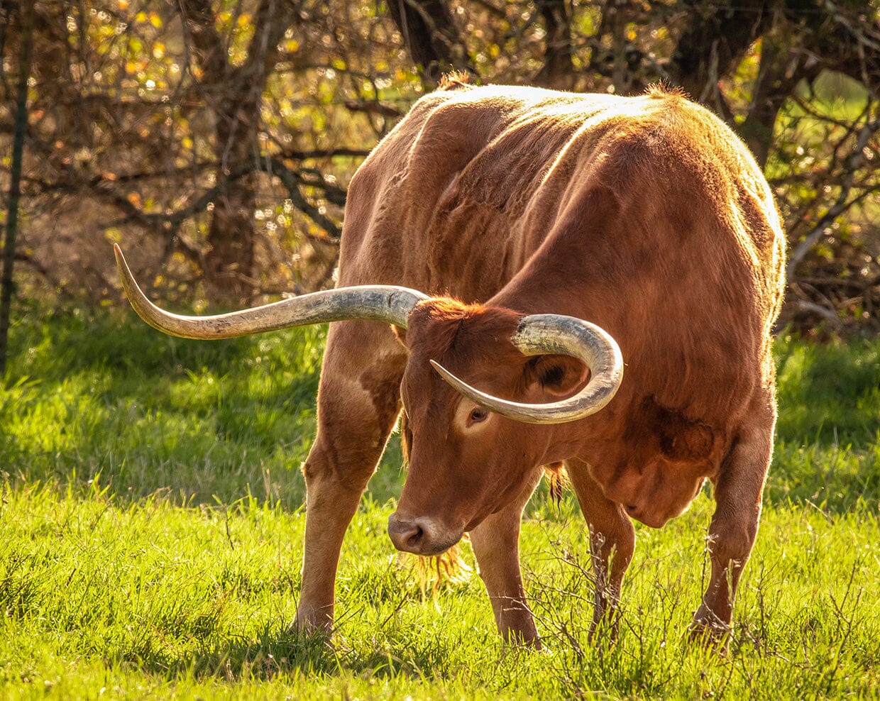 Breyer - Texas Longhorn Bull