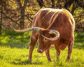 Breyer - Texas Longhorn Bull