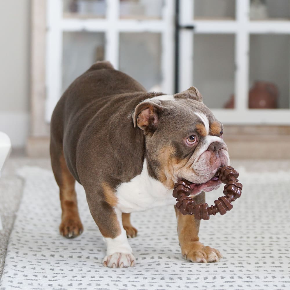 Nylabone - Dura Chew Textured Ring Chicken