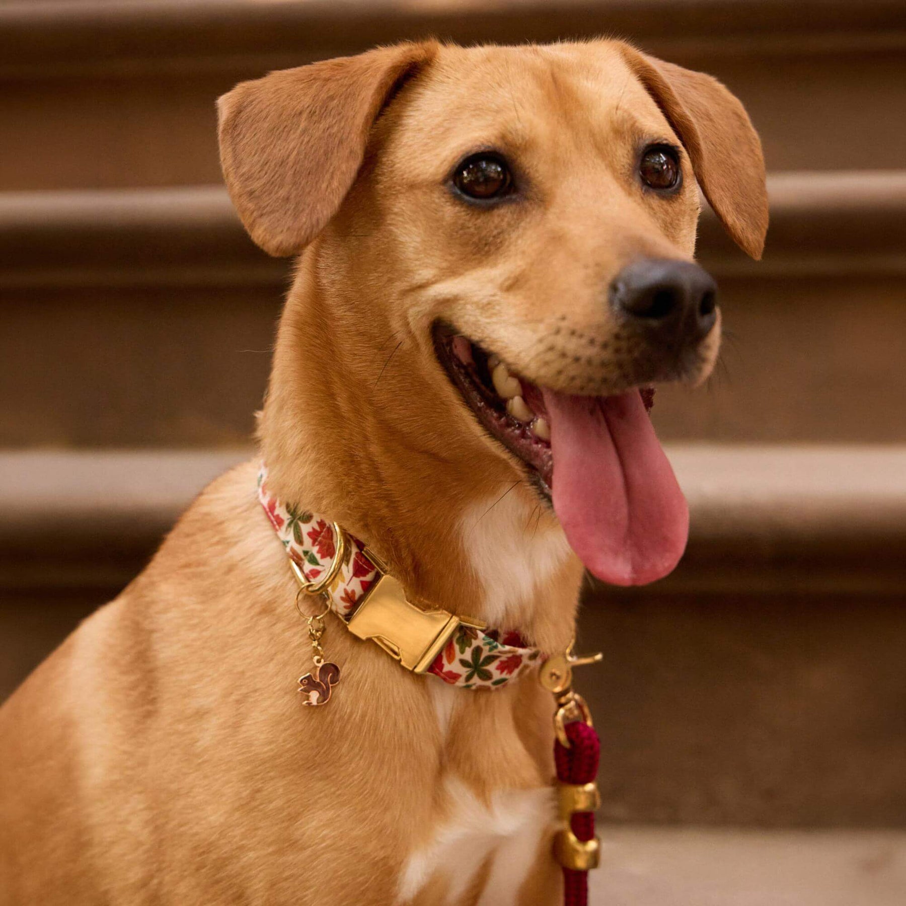 The Foggy Dog - Dog Collar Falling Leaves