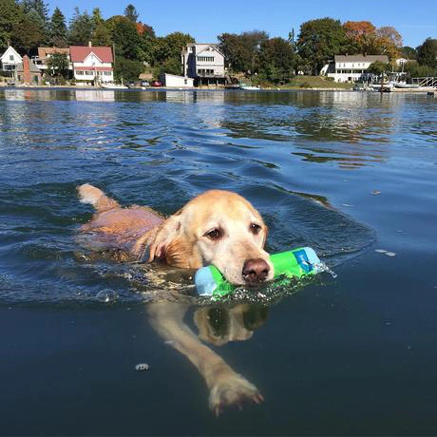 Petmate - Amphibious Bumper Dog Toy