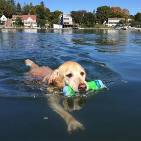Petmate - Amphibious Bumper Dog Toy