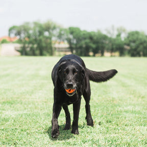 Petmate - Breathe Right Fetch Ball Launcher Compatible