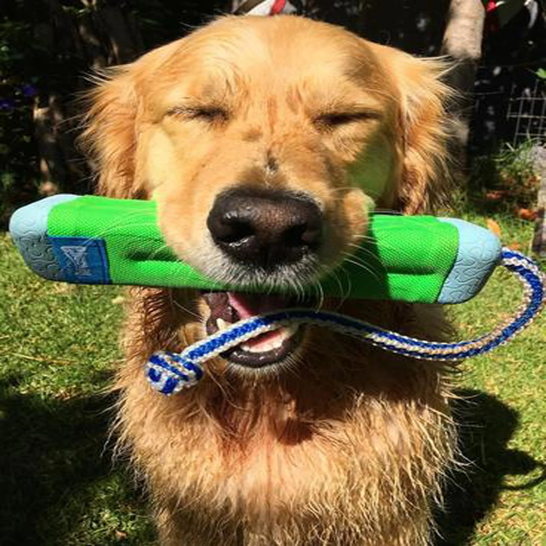 Petmate - Amphibious Bumper Dog Toy