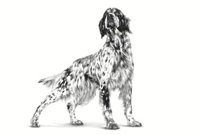 Royal Canin Veterinary Diet - Renal Support "D", "Delectable" Canned Dog Food - Southern Agriculture 