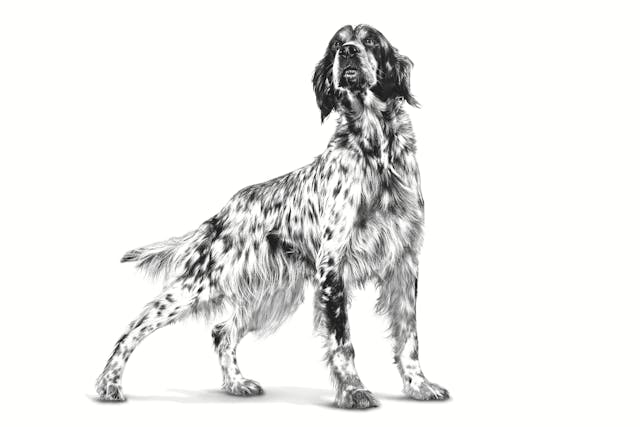 Royal Canin Veterinary Diet - Renal Support "D", "Delectable" Canned Dog Food - Southern Agriculture 