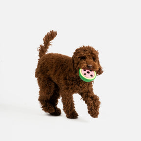Silver Paw - Watermelon Dog Toy