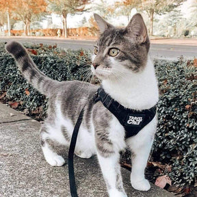 Travel Cat - Harness Reflective Cat/Kitten "The True Adventurer"