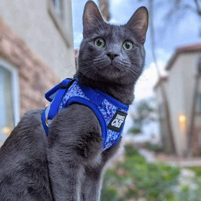 Travel Cat - Harness & Leash Set - "The Groovy Cat"