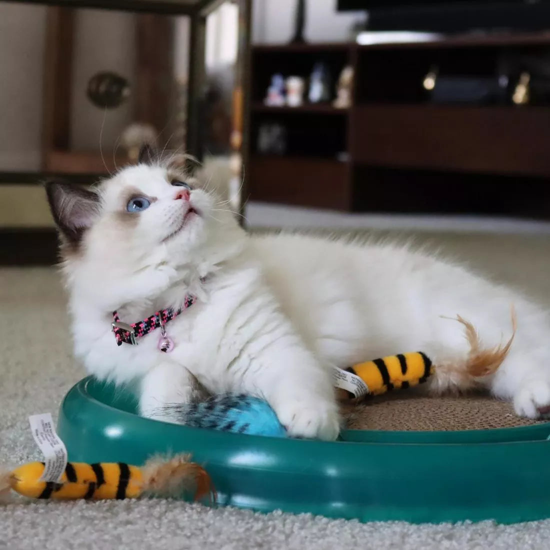 Bergan - Star Chaser Cat Toy - Southern Agriculture 