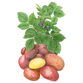 Botanical Interests, Inc. - Potato Clancy hybrid Seeds