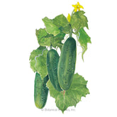Botanical Interests, Inc. - Cucumber Spacemaster Seeds - Southern Agriculture 