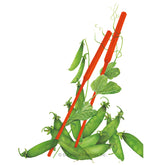 Botanical Interests, Inc. - Pea Snow Oregon Sugar Pod Seeds