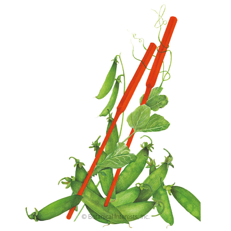 Botanical Interests, Inc. - Pea Snow Oregon Sugar Pod Seeds