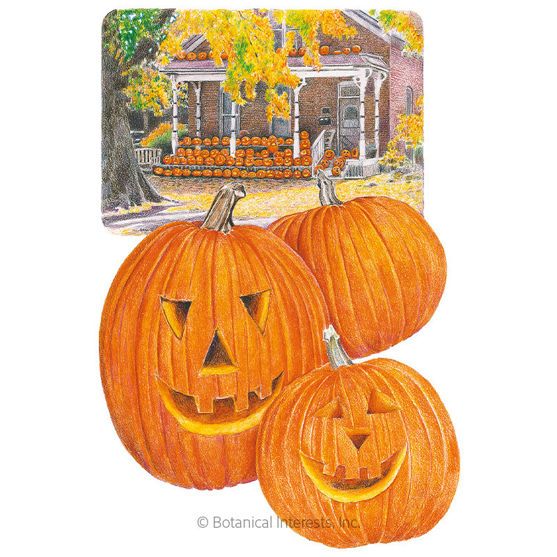 Pumpkin Jack O'Lantern Seeds - Southern Agriculture 