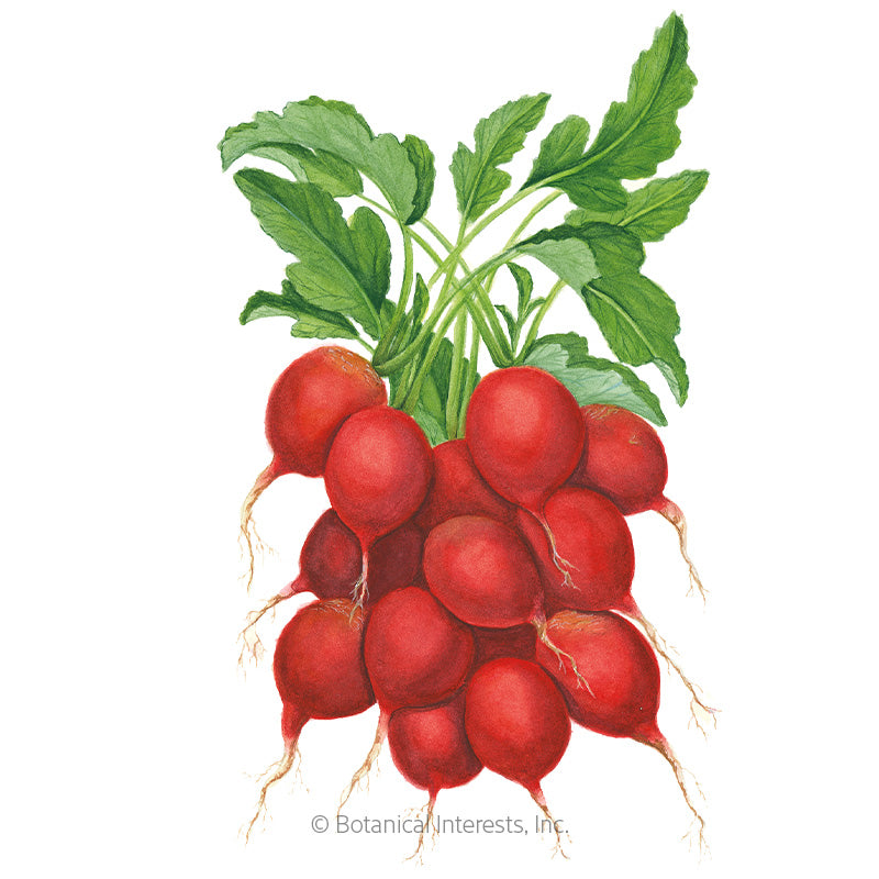 Botanical Interests, Inc. - Radish Cherry Belle Seeds