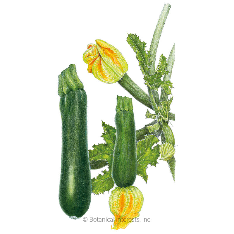 Squash Summer Black Beauty Seeds - Southern Agriculture 