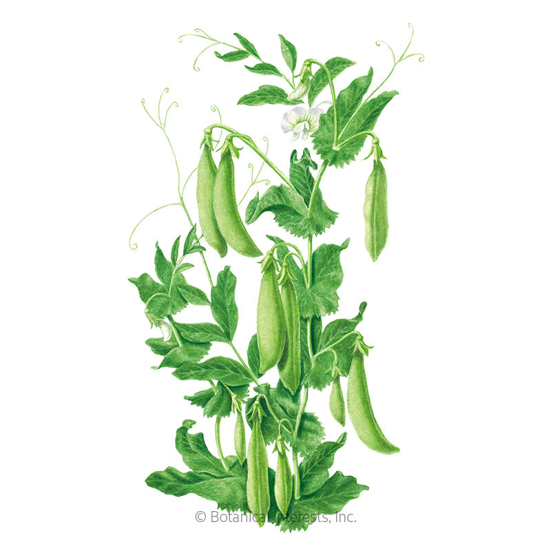 Botanical Interests, Inc. - Pea Snap Sugar Daddy Seeds