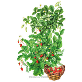 Botanical Interests, Inc. - Strawberry Red/Yellow Wonder Blend Seeds