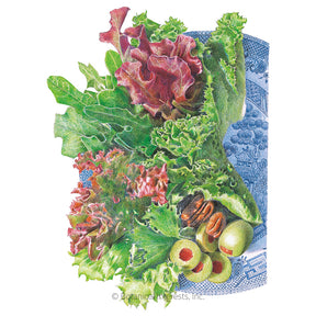 Botanical Interests, Inc. - Lettuce Mesclun Farmer's Market Blend Seed - Southern Agriculture 
