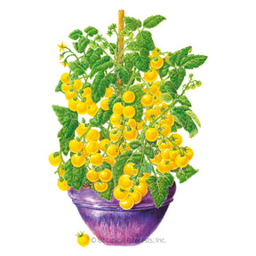 Tomato Cherry Patio Yellow Hybrid Seeds - Southern Agriculture 