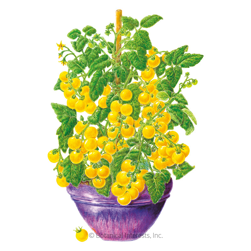 Tomato Cherry Patio Yellow Hybrid Seeds - Southern Agriculture 