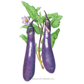 Botanical Interests, Inc. - Eggplant Long-Purple Seeds