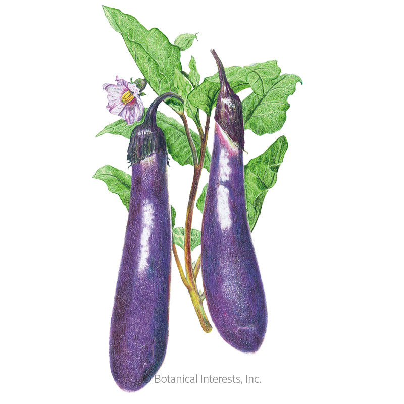 Botanical Interests, Inc. - Eggplant Long-Purple Seeds
