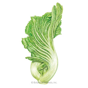 Botanical Interests, Inc. - Mustard Chinese Gei Choy Seeds
