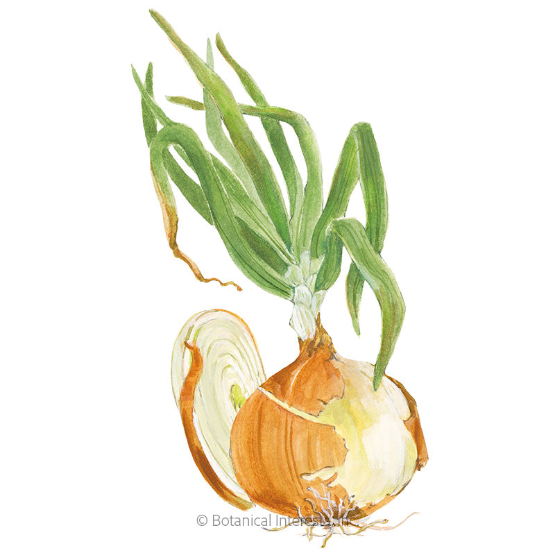 Botanical Interests, Inc. - Onion Bulb (yellow) Granex Hybrid Seeds