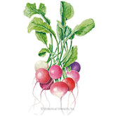 Radish Easter Egg Blend Seeds - Southern Agriculture 