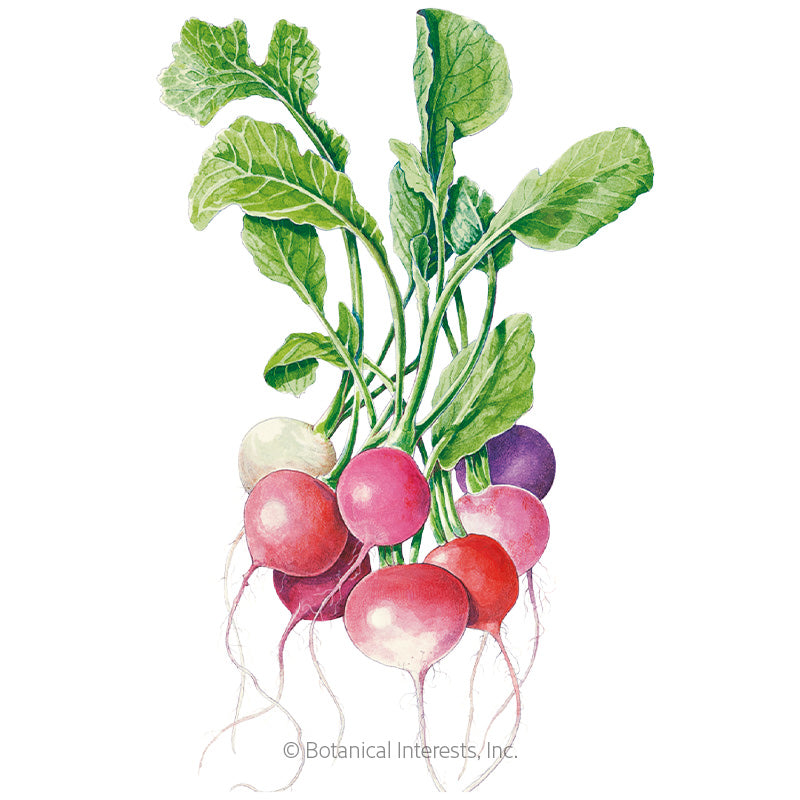 Radish Easter Egg Blend Seeds - Southern Agriculture 