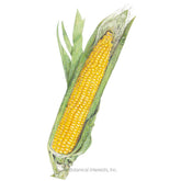 Botanical Interests, Inc. - Corn Sweet (yellow) Buttergold Seeds