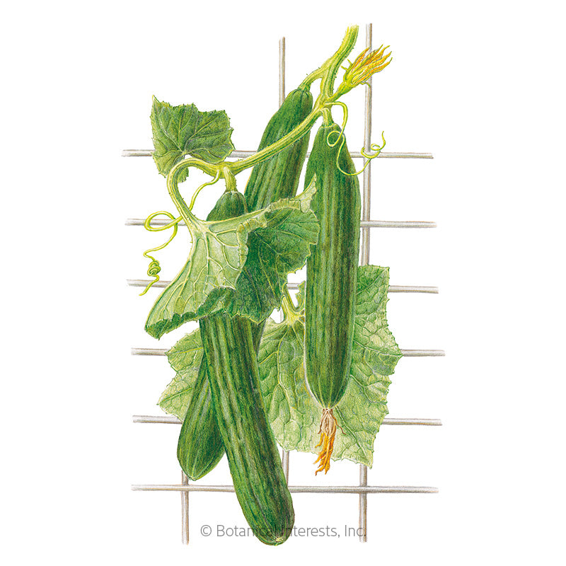 Botanical Interests, Inc. - Cucumber English Telegraph Seeds - Southern Agriculture 