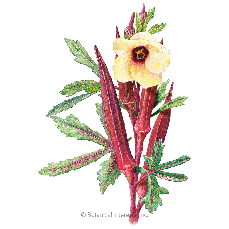 Botanical Interests, Inc. - Okra Red Burgundy Seeds - Southern Agriculture 