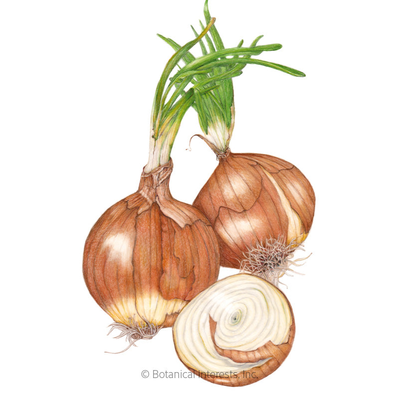 Botanical Interests, Inc. - Onion Bulb (yellow) Sweet Spanish UT (LD) Seeds - Southern Agriculture 