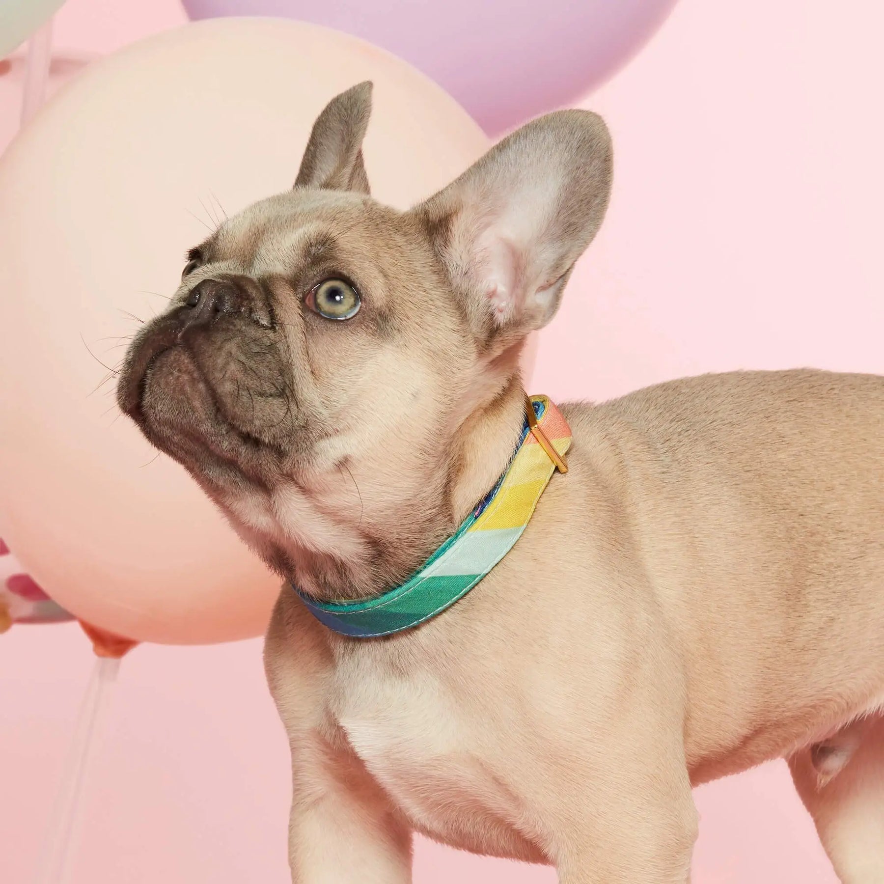 The Foggy Dog - Dog Collar Over The Rainbow