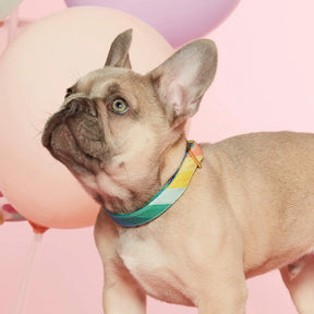 The Foggy Dog - Dog Collar Over The Rainbow