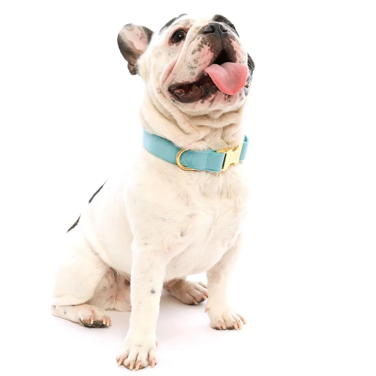 The Foggy Dog - Dog Collar Velvet Robin's Egg - Southern Agriculture 