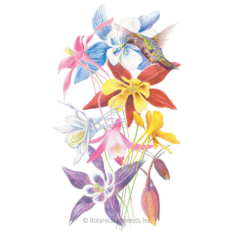 Botanical Interests, Inc. - Columbine McKana Giants Blend Seeds