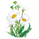 Botanical Interests, Inc. - Shasta Daisy Alaska