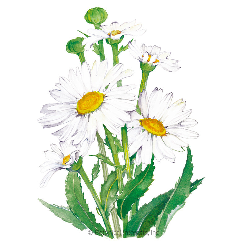 Botanical Interests, Inc. - Shasta Daisy Alaska