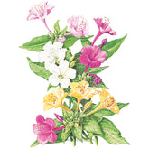 Botanical Interests, Inc. - Four O'Clock Marvel of Peru Seeds