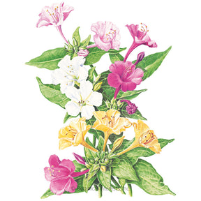 Botanical Interests, Inc. - Four O'Clock Marvel of Peru Seeds