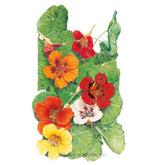 Botanical Interests, Inc. - Nasturtium Jewel Blend Seeds - Southern Agriculture 
