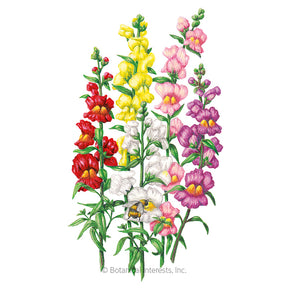 Snapdragon Tall Maximum Seeds - Southern Agriculture 
