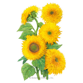 Sunflower Dwarf Teddy Bear Seeds - Southern Agriculture 