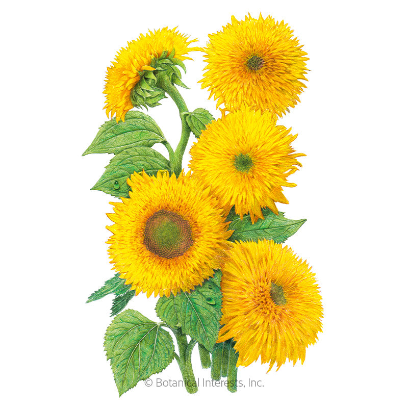 Sunflower Dwarf Teddy Bear Seeds - Southern Agriculture 